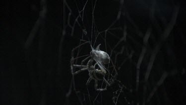 Close up of St Andrew's Cross Spider wrapping prey on its web in slow motion