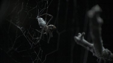 St Andrew's Cross Spider wrapping its prey on a web in slow motion