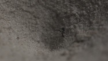 Close up of Antlion emerging from a hole in the dirt in slow motion