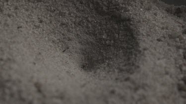 Close up of Antlion emerging from a hole in the dirt in slow motion