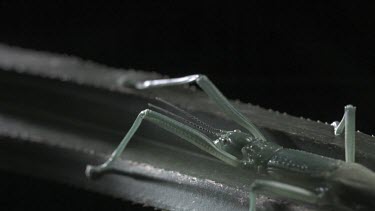 Close up of Peppermint Stick Insect spraying fluid in slow motion