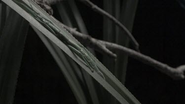 Jungle Huntsman Spider crawling by Peppermint Stick Insect in slow motion