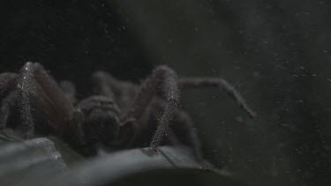 Close up of Jungle Huntsman Spider on a leaf in the rain in slow motion