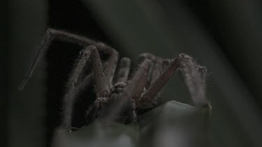 Close up of Jungle Huntsman Spider on a leaf in the rain in slow motion