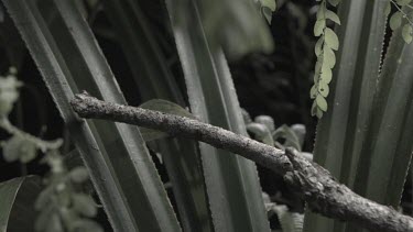 Jungle Huntsman Spider crawling on a branch in slow motion