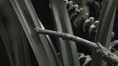 Jungle Huntsman Spider crawling on a branch in slow motion