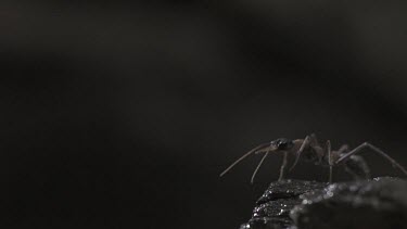 Jumper Ant jumping off a branch in slow motion