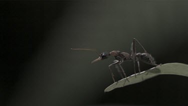 Jumper Ant jumping off a leaf in slow motion