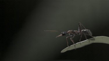 Jumper Ant jumping off a leaf in slow motion