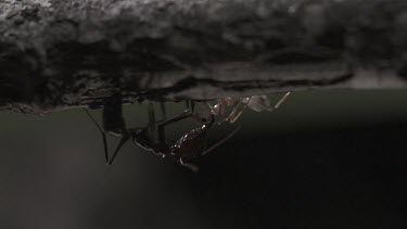 Trap-Jaw Ant and Weaver Ant fighting on a branch in slow motion