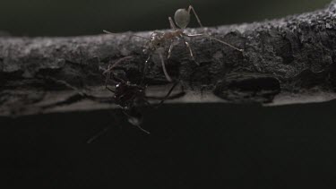Trap-Jaw Ant and Weaver Ant fighting on a branch in slow motion