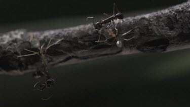 Trap-Jaw Ants and Weaver Ants fighting on a branch in slow motion