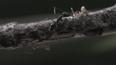 Trap-Jaw Ant and Weaver Ant fighting on a branch in slow motion