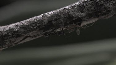 Trap-Jaw Ant and Weaver Ant crawling on a branch in slow motion