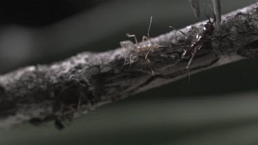 Trap-Jaw Ant and Weaver Ant crawling on a branch in slow motion