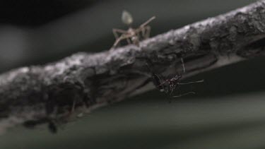 Trap-Jaw Ant and Weaver Ant crawling on a branch in slow motion