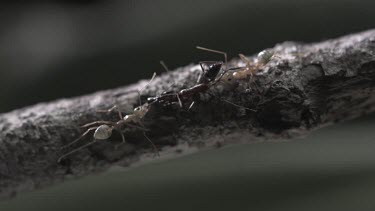 Trap-Jaw Ant caught between two Weaver Ants in slow motion