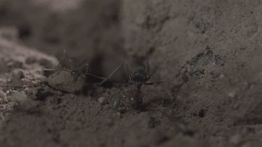 Jumper Ant attacking Weaver Ant in slow motion