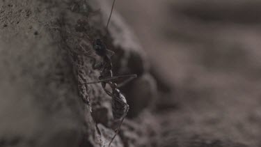 Jumper Ant attacking Weaver Ant in slow motion