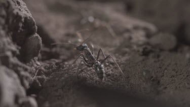 Jumper Ant attacking Weaver Ant in slow motion