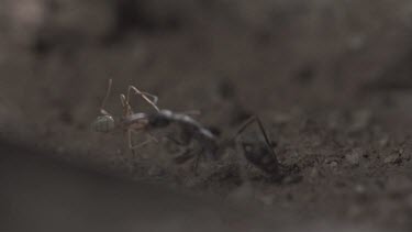 Jumper Ant attacking Weaver Ant in slow motion