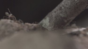 Jumper Ants and Weaver Ants crawling in the dirt in slow motion