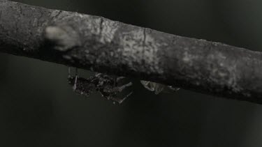 Green Jumping Spider fighting off an attacking Portia Spider in slow motion