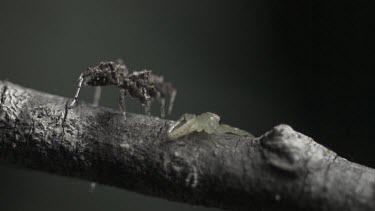 Green Jumping Spider fighting off an attacking Portia Spider in slow motion