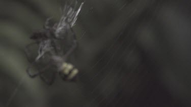 St Andrew's Cross Spider and Portia Spider fighting on a web in slow motion