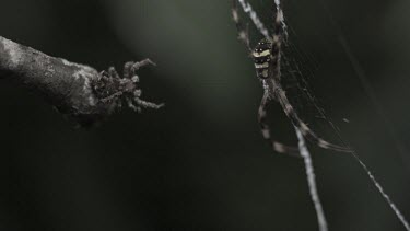 Portia Spider attacking St Andrew's Cross Spider