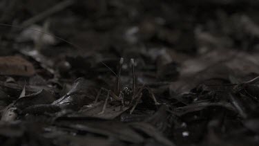 Centipede crawling by White-Kneed King Cricket jumping away in slow motion