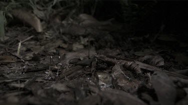 Centipede crawling by White-Kneed King Cricket jumping away in slow motion