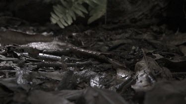 Centipede crawling on the ground in slow motion