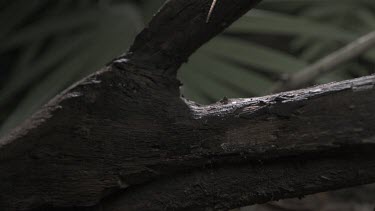 Centipede crawling on a branch in slow motion