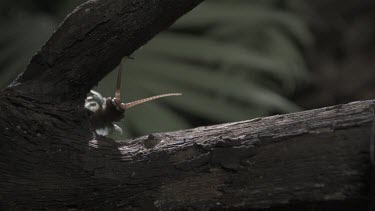 Centipede crawling on a branch in slow motion