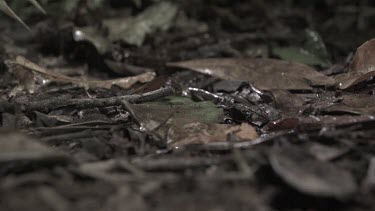 Centipede crawling on the ground in slow motion