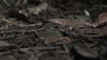 Centipede crawling on the ground in slow motion