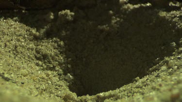 Antlion larva burrowing in the sand