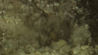 Close up of an Antlion larva burrowing in the sand