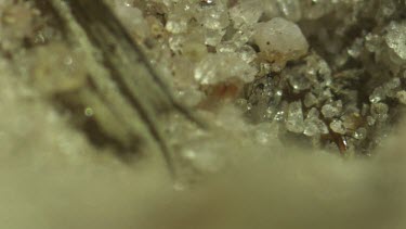 Close up of an Antlion larva burrowing in the sand