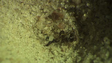 Antlion larva burrowing in the sand