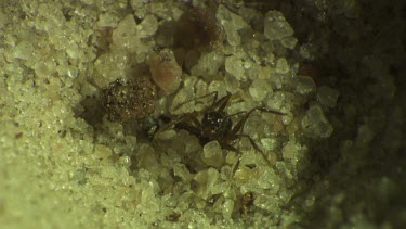 Antlion larva burrowing in the sand