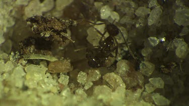 Antlion larva burrowing in the sand