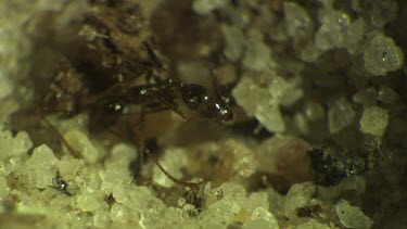 Antlion larva burrowing in the sand