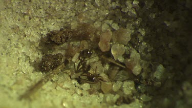 Antlion larva burrowing in the sand