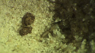 Antlion larva burrowing in the sand