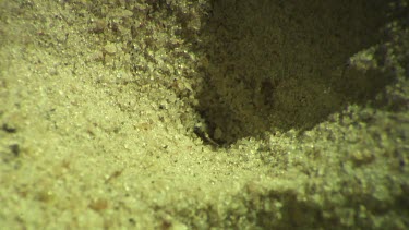 Antlion larva burrowing in the sand