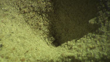 Antlion larva burrowing in the sand