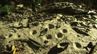 Antlion doodles in the sand