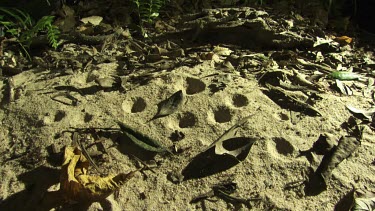 Antlion doodles in the sand